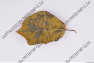 Leaves Dead 0041